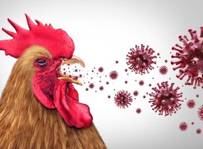 Nouveaux cas de grippe aviaire au Québec : doit-on s’inquiéter ?