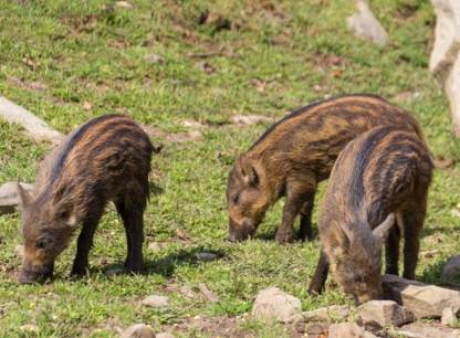 Élever un porc, un sanglier ou un sanglichon : pas sans responsabilités!