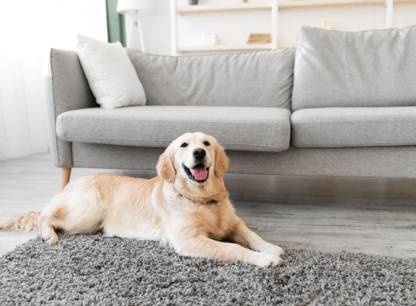 Le Tribunal reconnaît le droit des locataires à garder leurs animaux