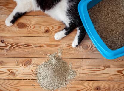 conseils-litiere-chats
