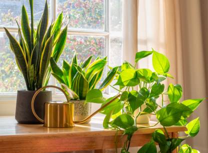 plantes-interieur