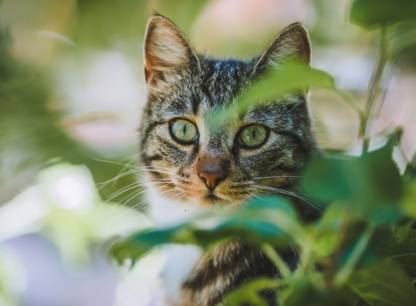 Comment éviter que votre chat ne devienne un vecteur de maladies