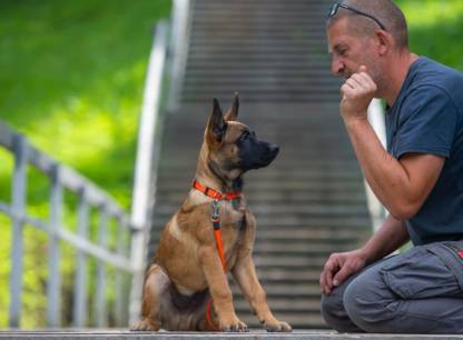 Comment choisir un éducateur canin ?