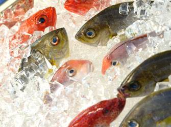 Les stocks de poissons s'épuisent