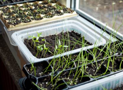 jardinage-preparation-des-semis
