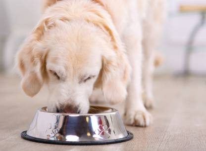 comment-choisir-nourriture-chien