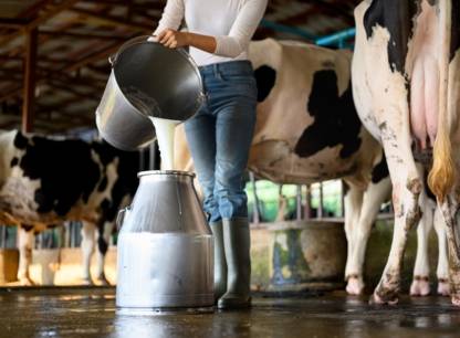 Lait cru : des bénéfices largement surestimés et des risques bien établis, selon la science
