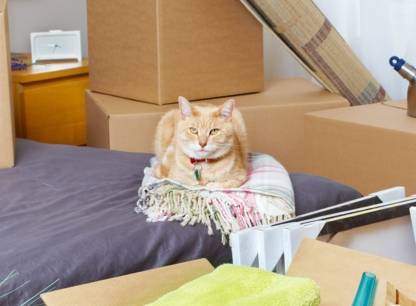 demenagement_chat_1536x1146