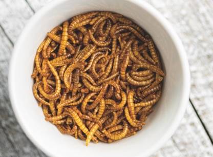 Êtes-vous prêt à manger des insectes?