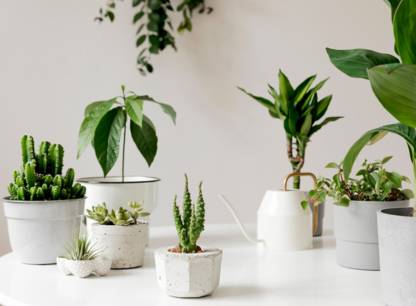plantes-interieures