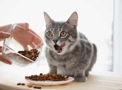 nourrir-chat