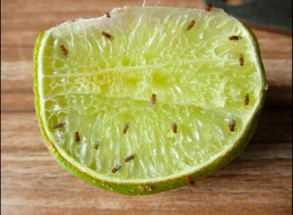 mouches-a-fruits