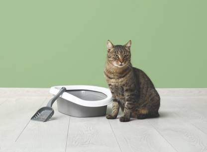 litieres-chats