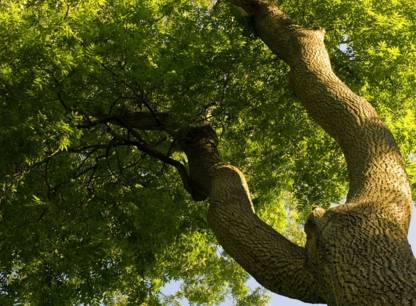 Agrile du frene vos arbres sont-ils infestes
