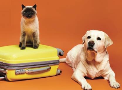 Où faire garder son chat ou son chien quand on part en vacances?