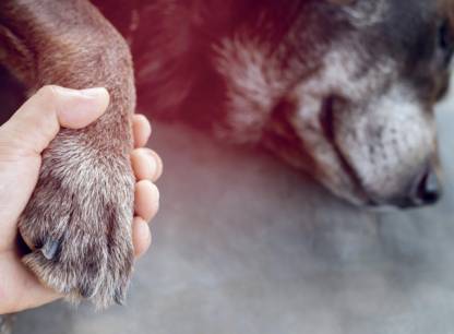 euthanasie-animaux-compagnie