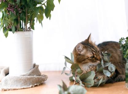 Chats et chiens : attention aux aliments et plantes toxiques !
