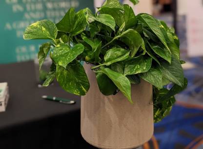 plante