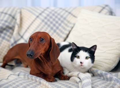 Adopter un chien lorsqu'on a déjà un chat... et vice versa