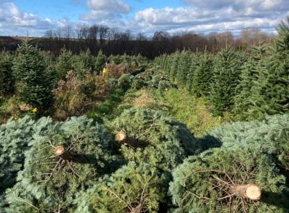 sapins-noel