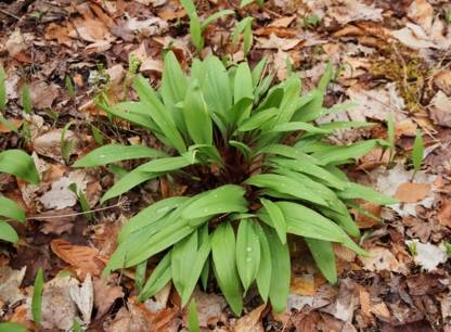 Ail des bois au Québec : entre engouement et protection
