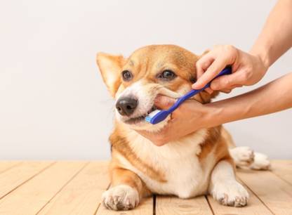 Santé dentaire pour chiens et chats: mission prévention