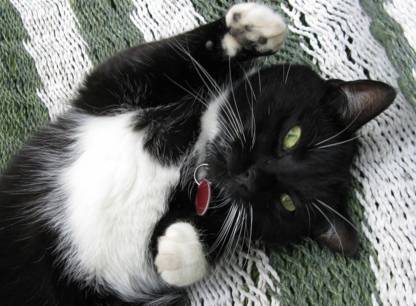 Acheter de la bouffe à chat, incognito