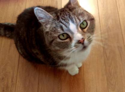 Mon chat est mort paisiblement, malgré tout