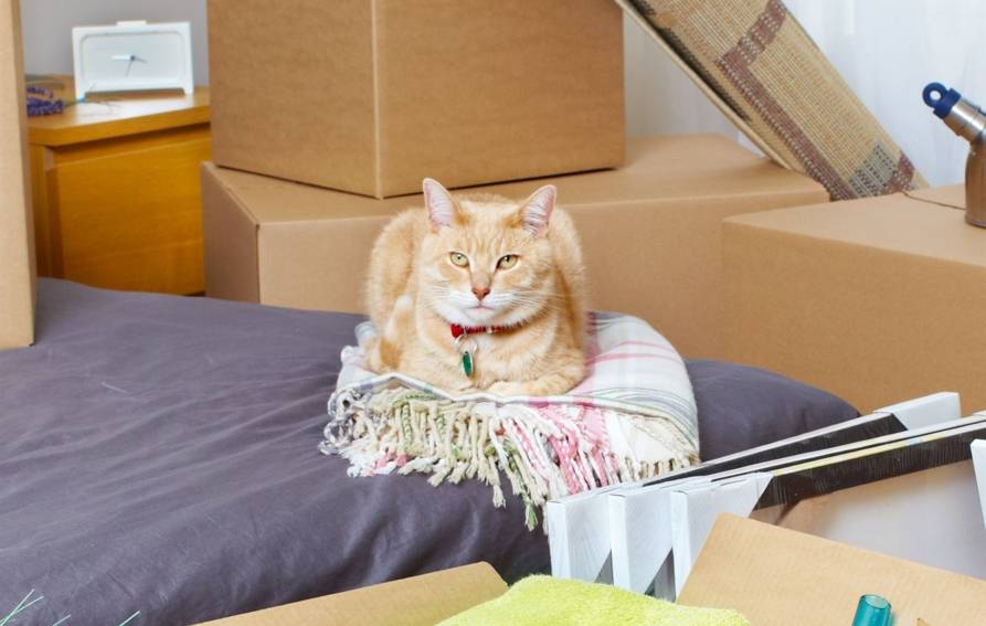 Conseils pour un déménagement réussi avec un chat ou un chien