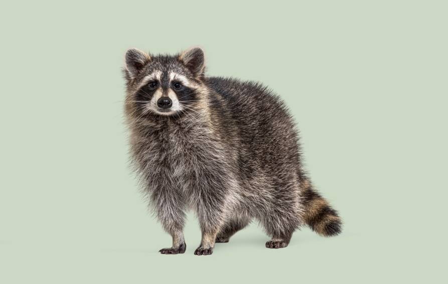 La rage du raton laveur menace la couronne sud de Montréal