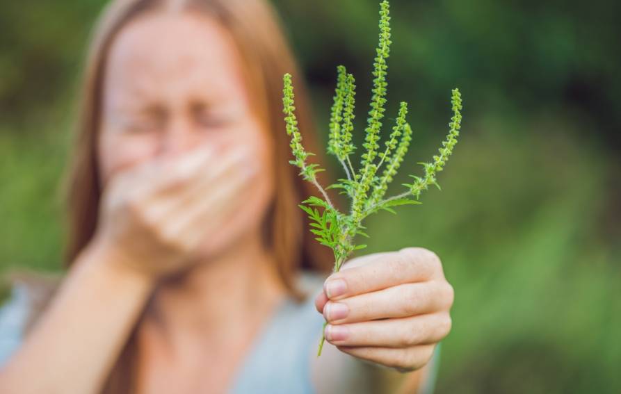 Ce que vous pouvez faire contre l'herbe à poux