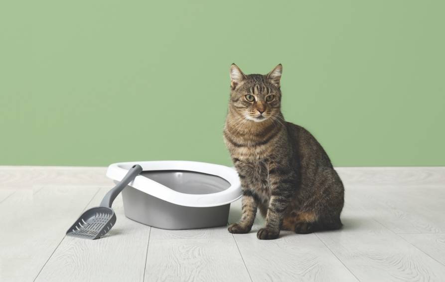 Les meilleures litières pour chats