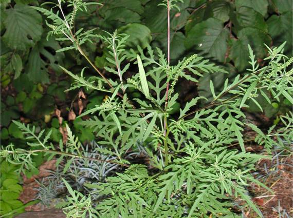 ambrosia-artemisiifolia