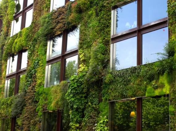 Un mur végétal évite de concentrer la chaleur sur la maison et rafraîchit l'intérieur.