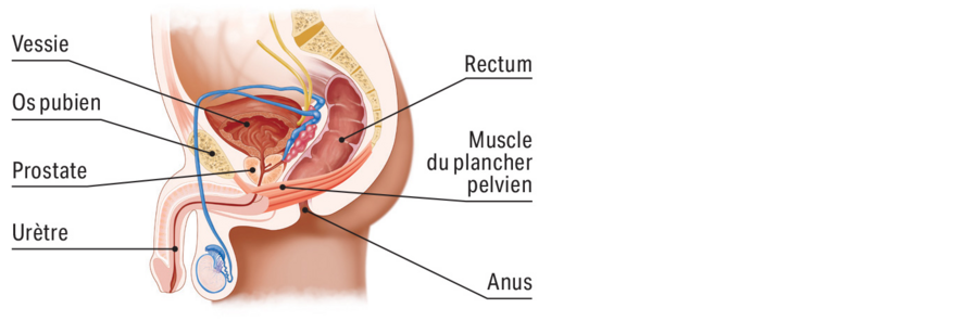 plancher-pelvien-hommes