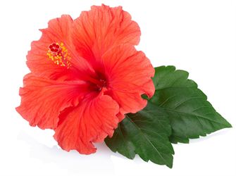 La Fleur Dhibiscus Reine Des Antioxydants Protégez Vousca