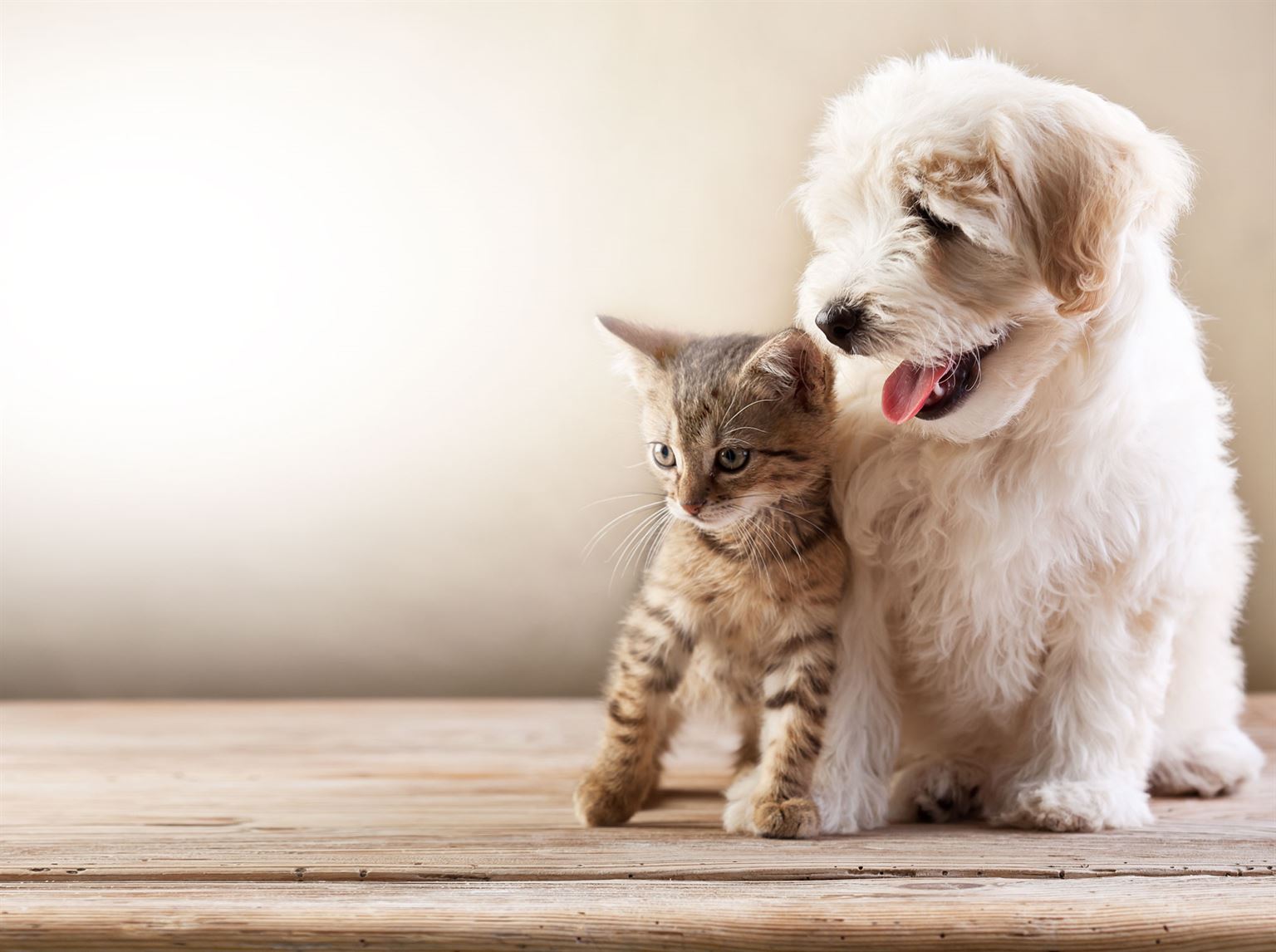 Adopter Un Chien Lorsquon A Déjà Un Chat Et Vice Versa